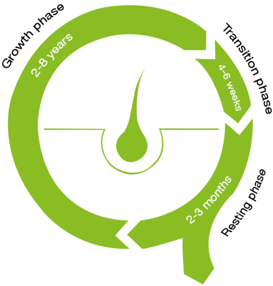 Cycle